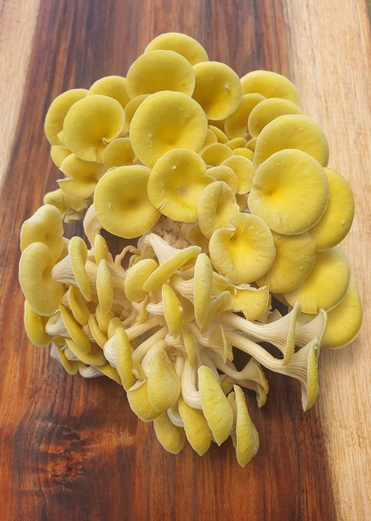 Yellow Oyster Mushroom Grow Kit (Pleurotus Citrinopileatus)