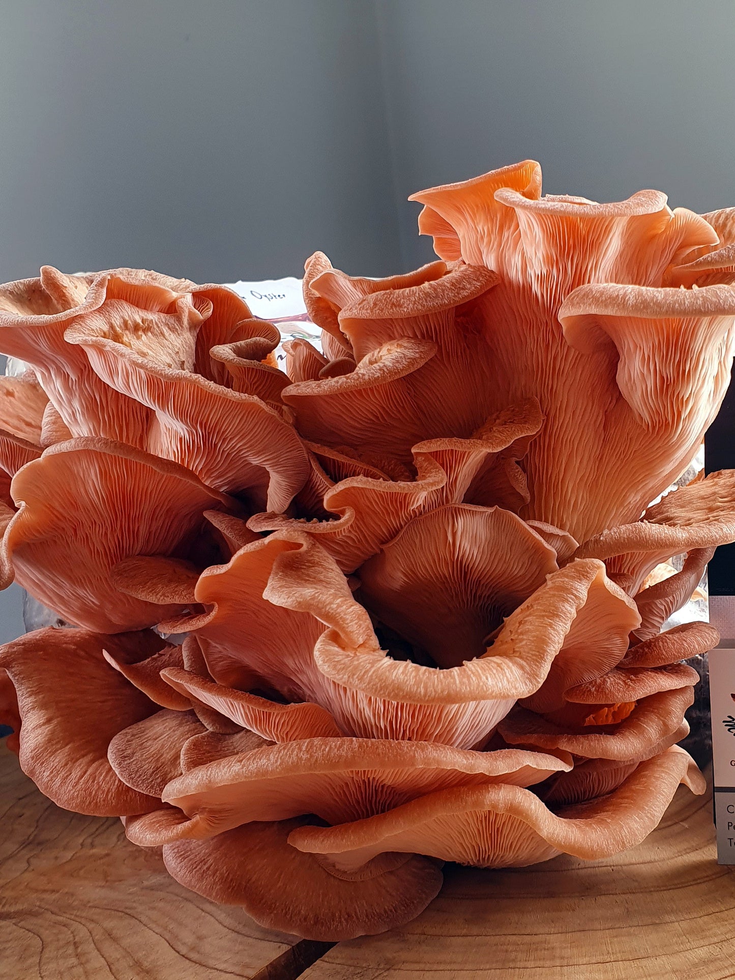 Pink Oyster Mushroom Grow Kit (Pleurotus djamor)
