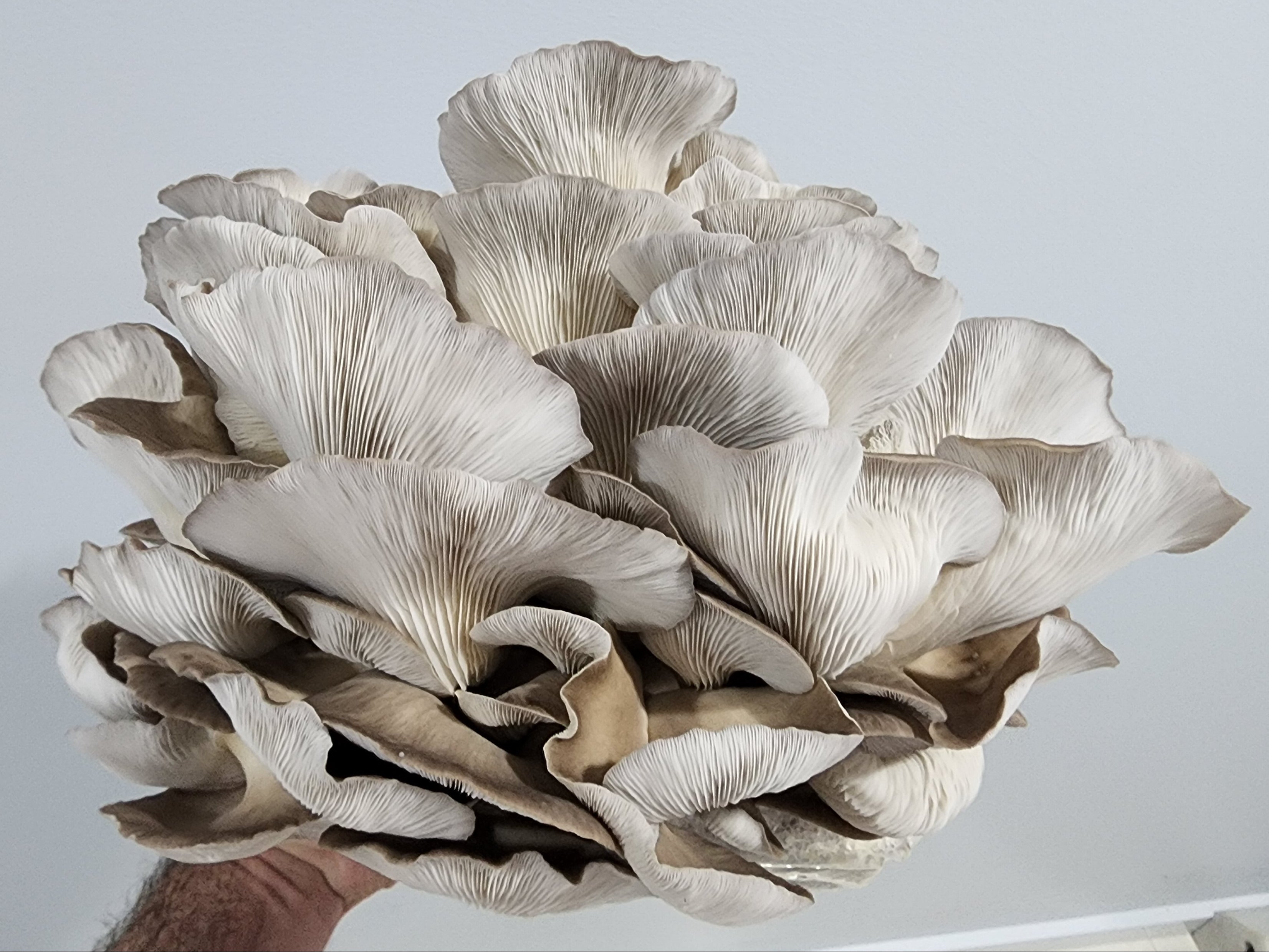 Sajor Caju Oyster Mushroom Grow Kit (Pleurotus sajor-caju)