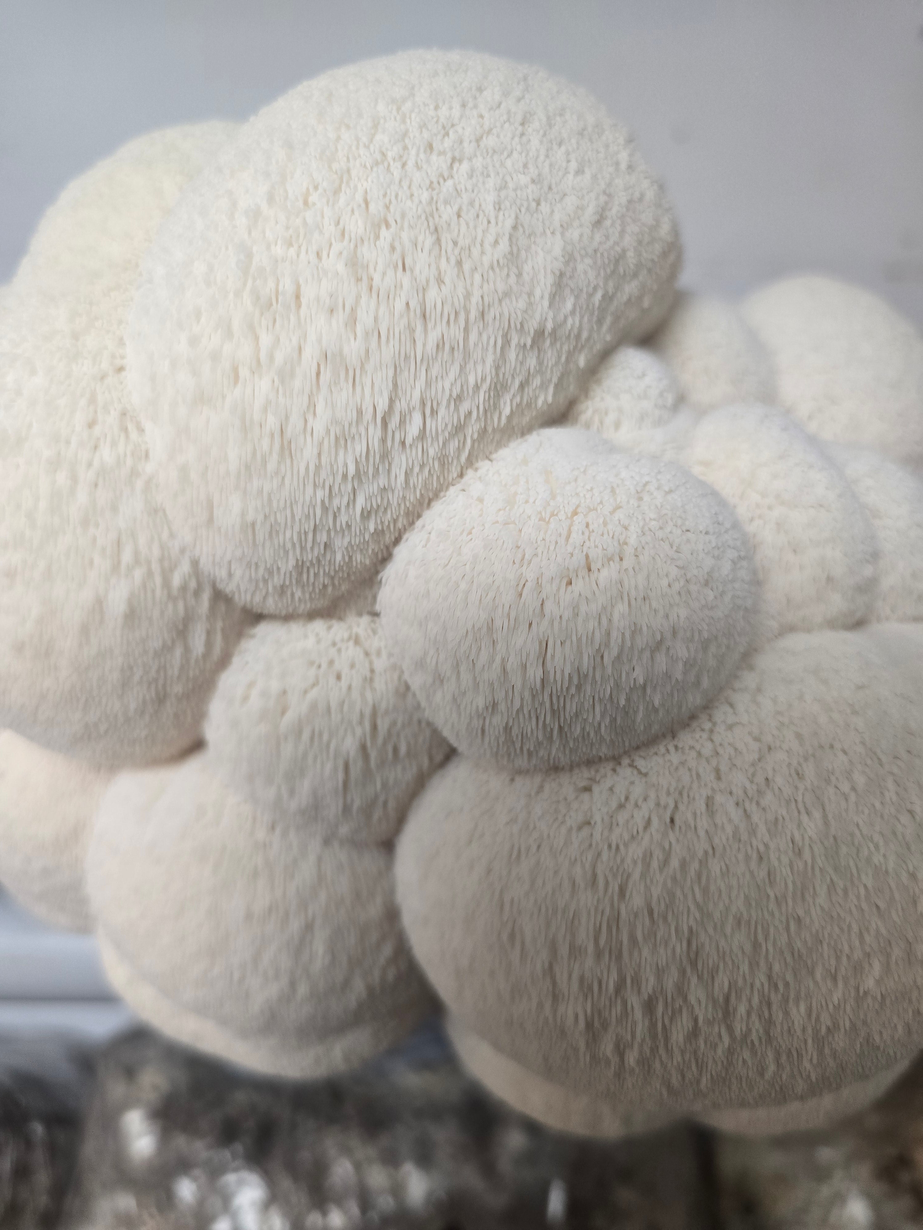 Lion’s Mane Mushroom Grow Kit (Hericium erinaceus) - NO shipping to WA