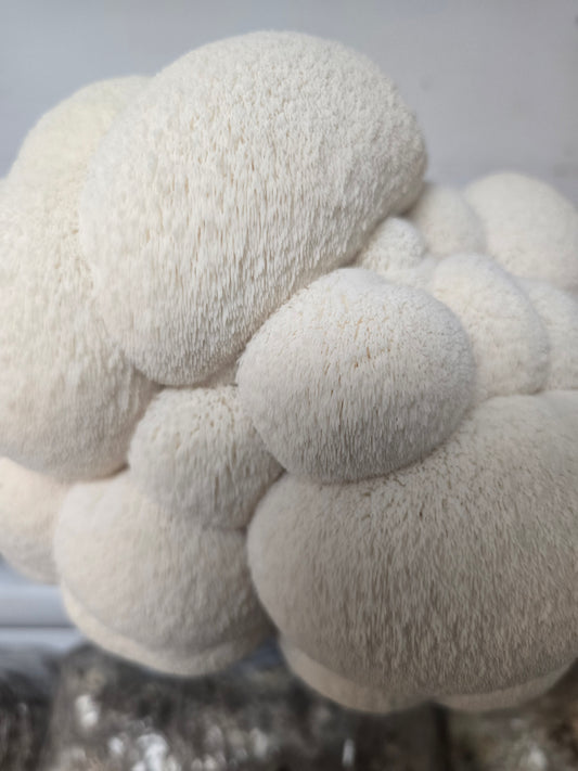 Lion’s Mane Mushroom Grow Kit (Hericium erinaceus) - NO shipping to WA