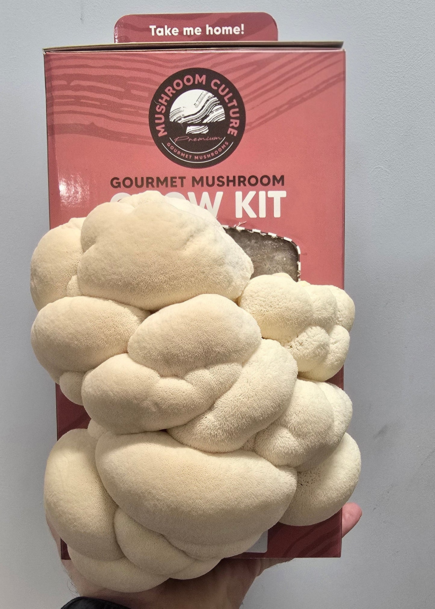 Lion’s Mane Mushroom Grow Kit (Hericium erinaceus) - NO shipping available to WA