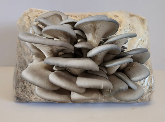 Blue Pearl Oysters Mushroom Grow Kit (Pleurotus ostreatus)