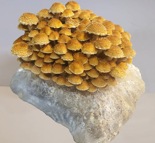 Chestnut Mushroom Grow Kit (Pholiota adiposa)