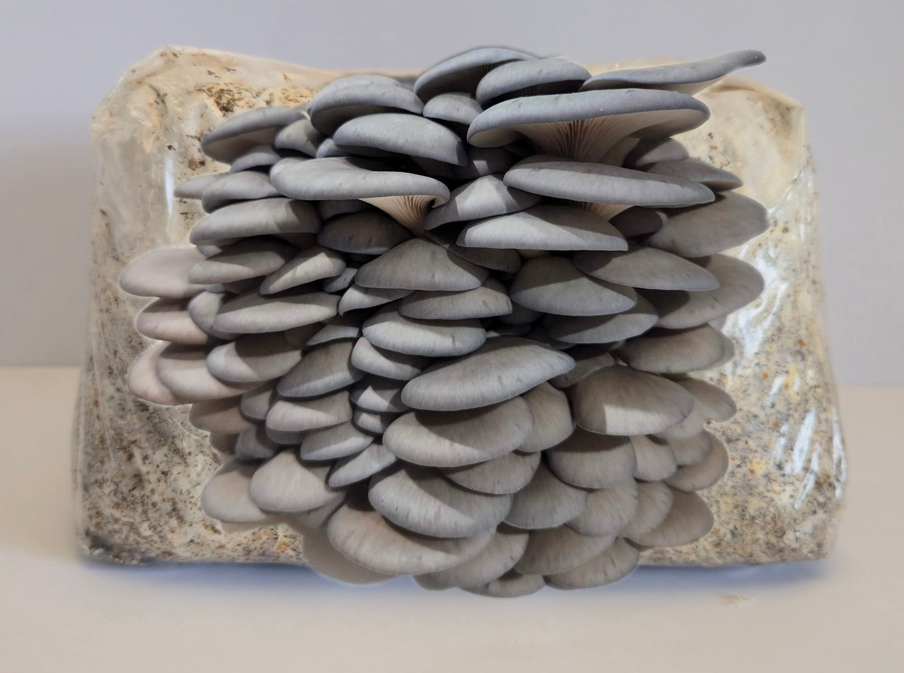 Grey Oyster Mushroom Grow Kit (Pleurotus ostreatus)