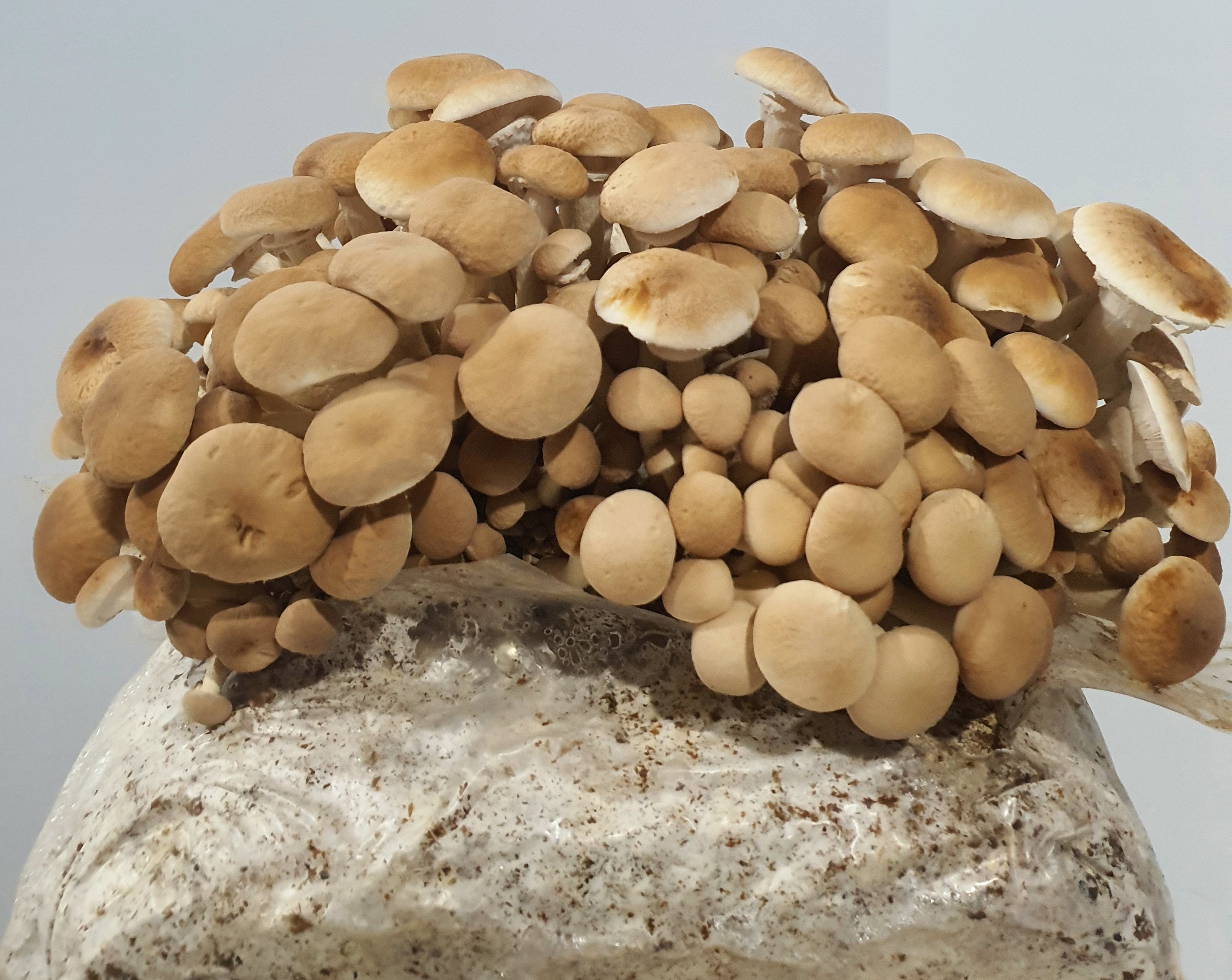 Pioppino Mushroom Grow Kit (Agrocybe aegerita)