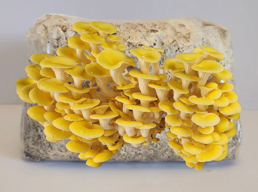 Yellow Oyster Mushroom Grow Kit (Pleurotus Citrinopileatus)
