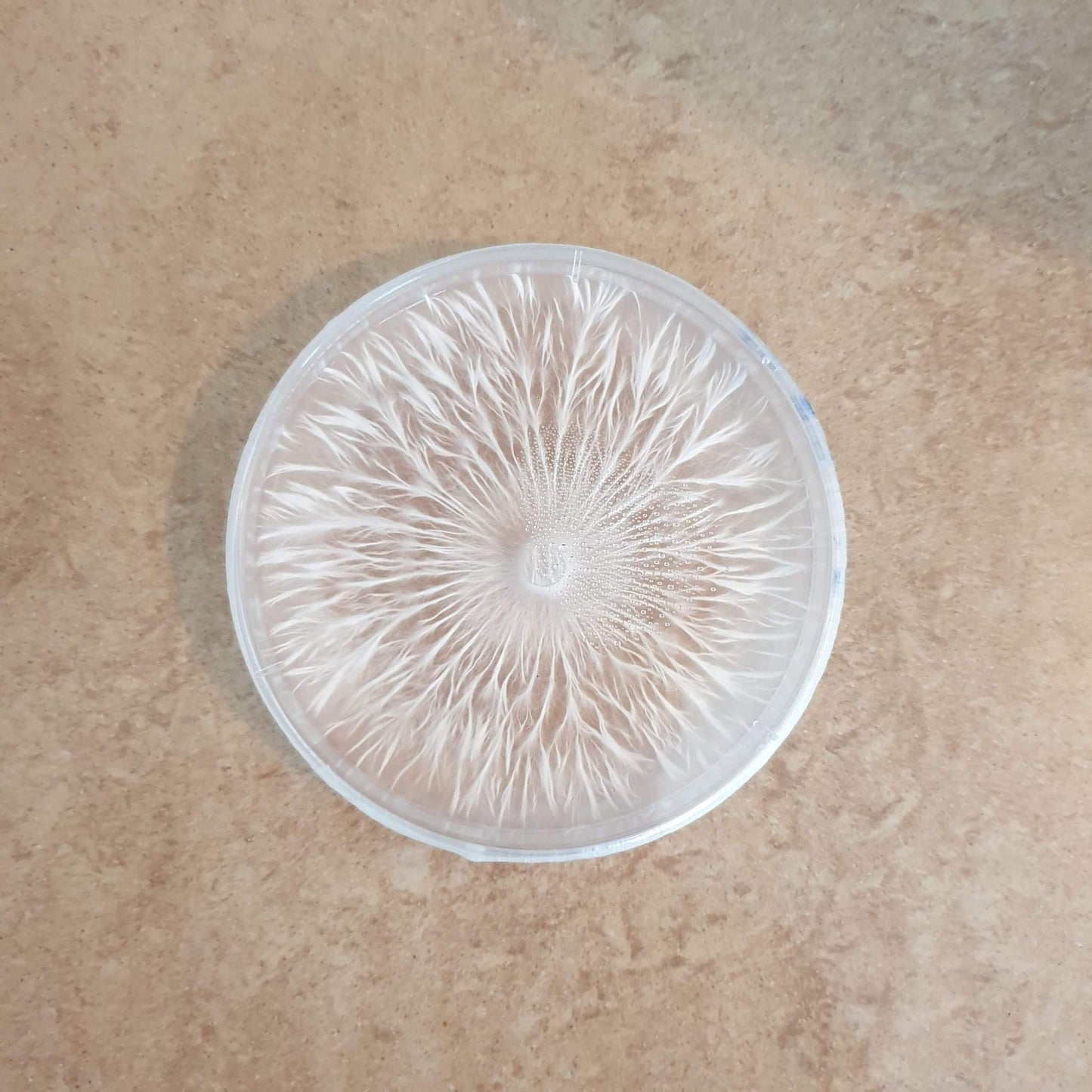 Pre-Poured Agar Plates – LMEA (10 Pack, 90mm)