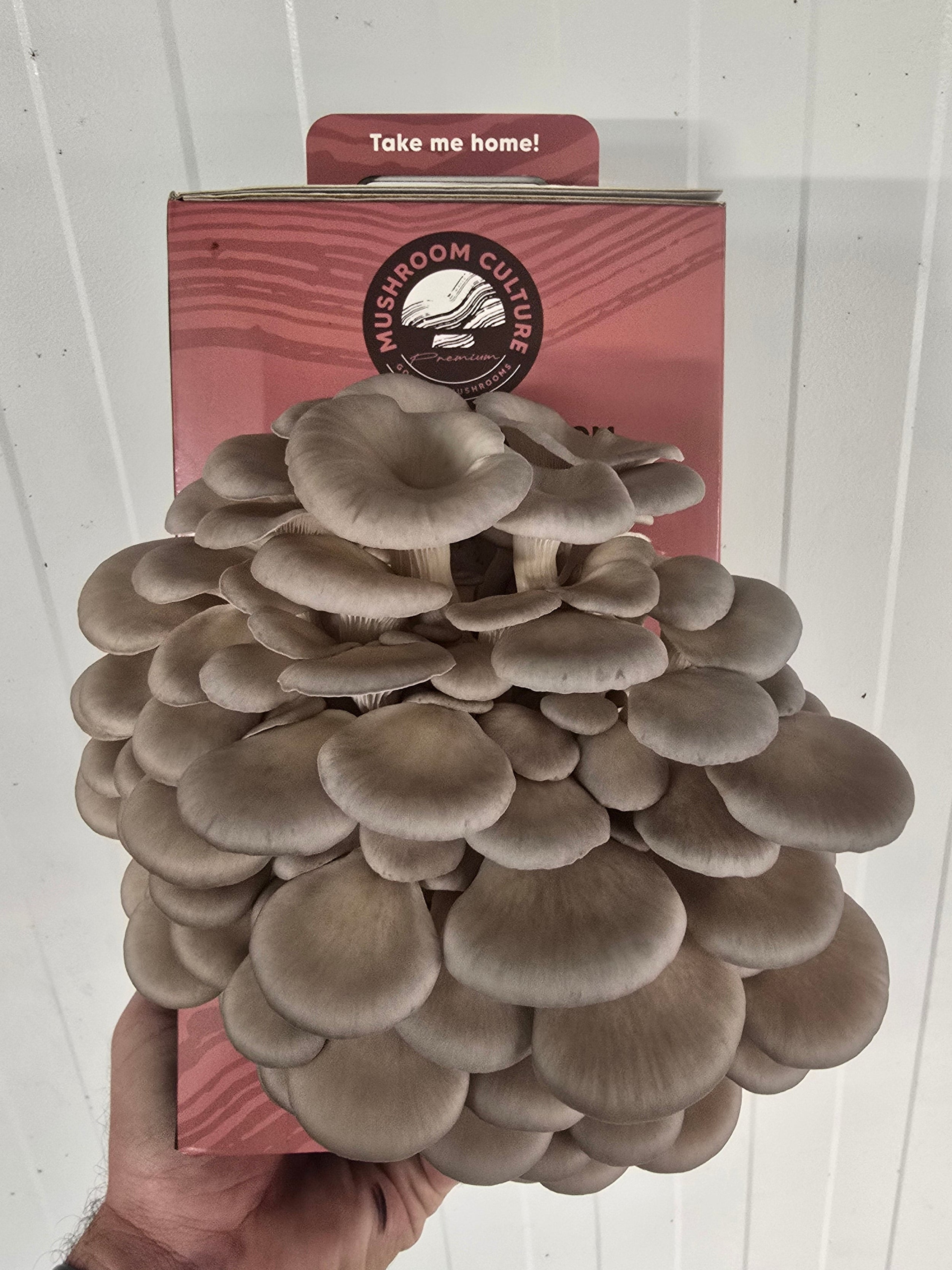 Blue Shimeji Oyster Mushroom Grow Kit (Pleurotus ostreatus)