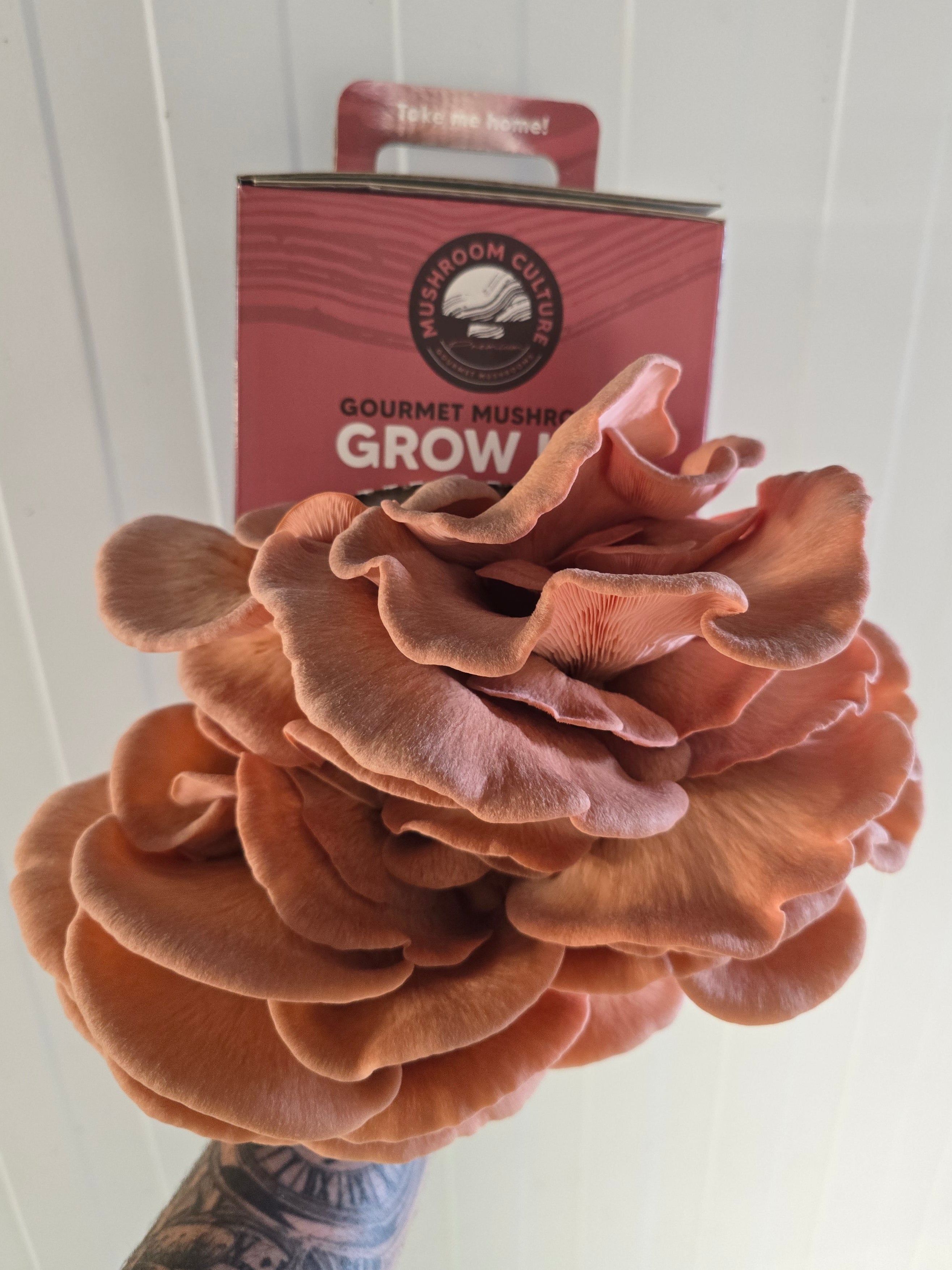 Pink Oyster Mushroom Grow Kit (Pleurotus djamor)