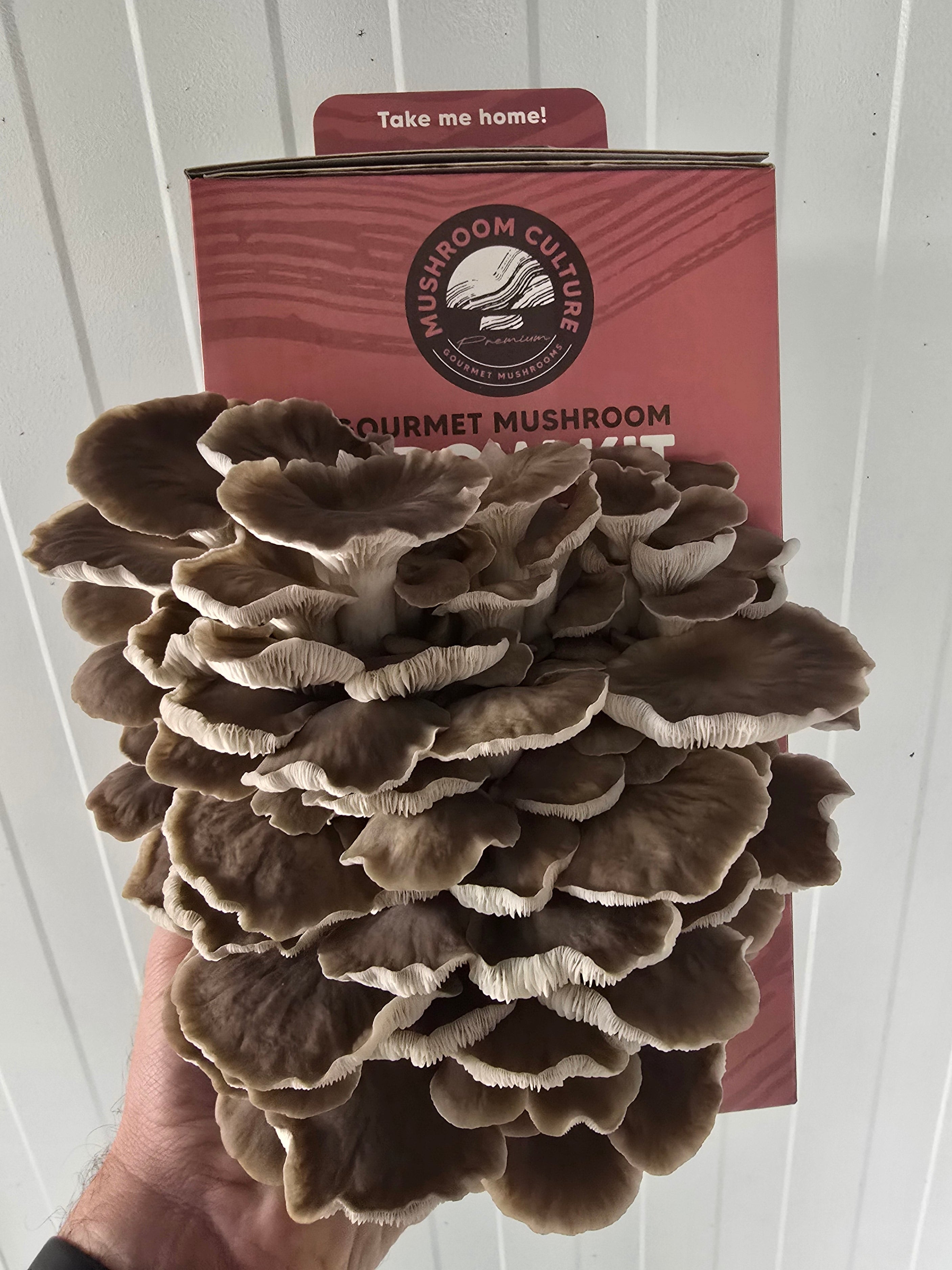 Pheonix Oyster Mushroom Grow Kit (Pleurotus pulmonarius)