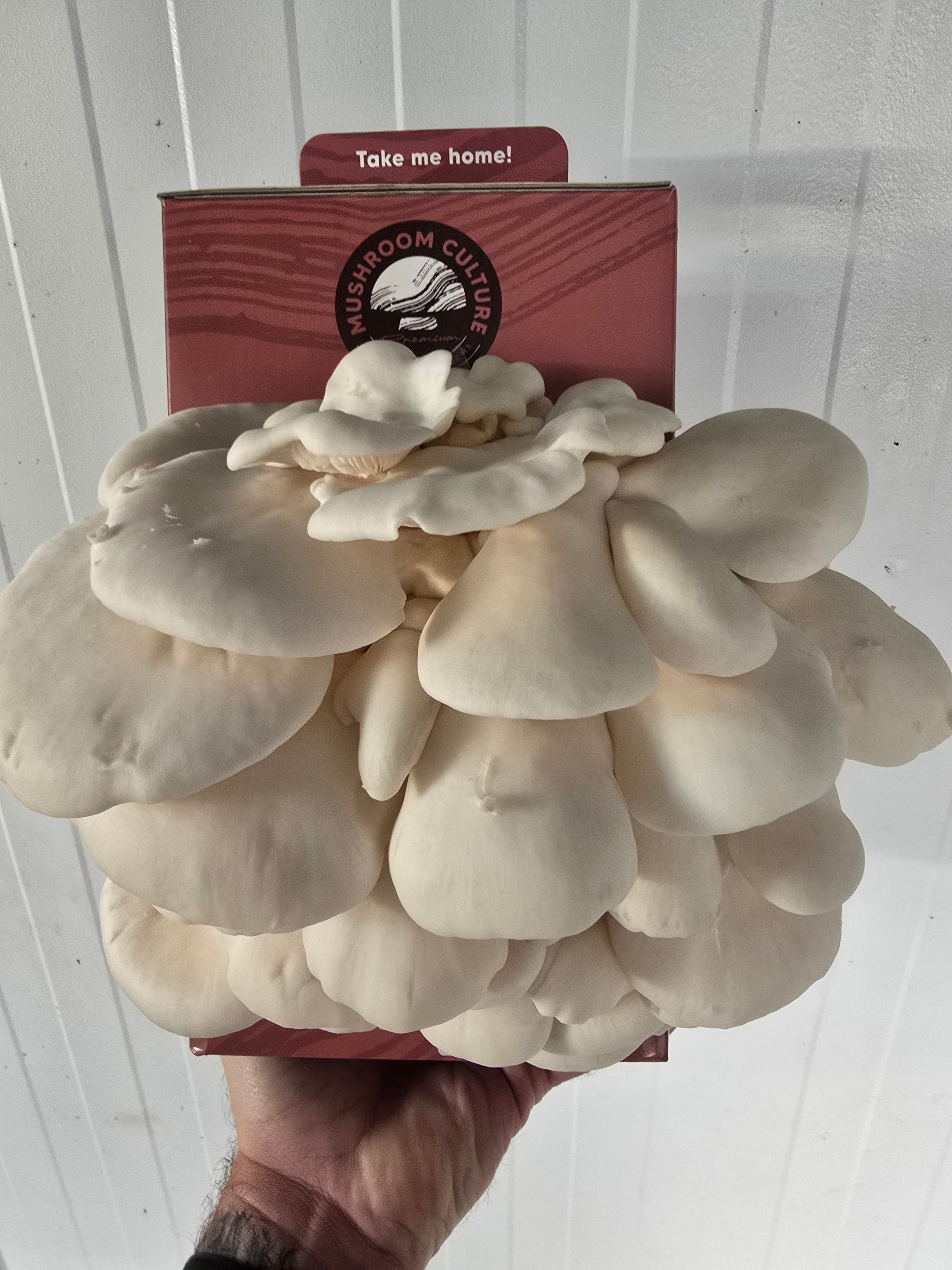 White Oyster Mushroom Grow Kit (Pleurotus ostreatus)