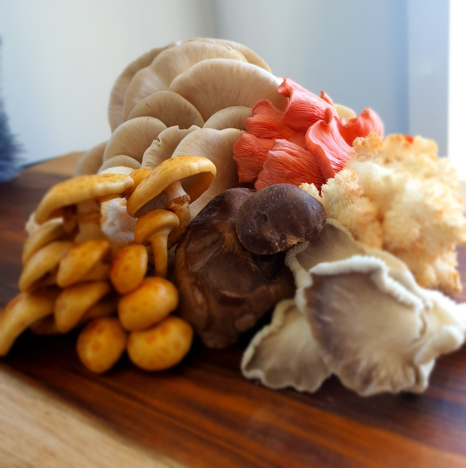 Fresh Gourmet Mushrooms