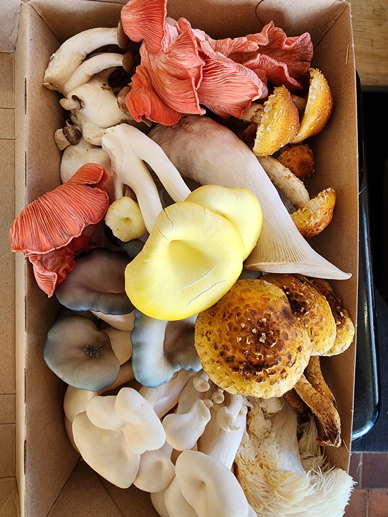 Gourmet Mushroom Growing Supplies (bags etc)
