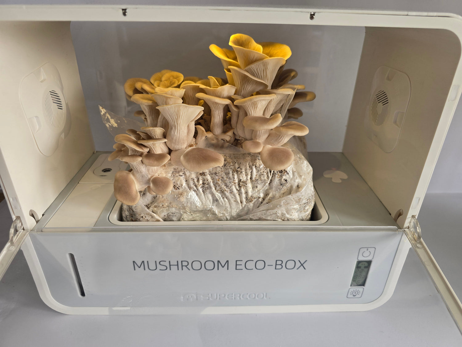 Mushroom Eco-Box – Smart Fruiting Chamber