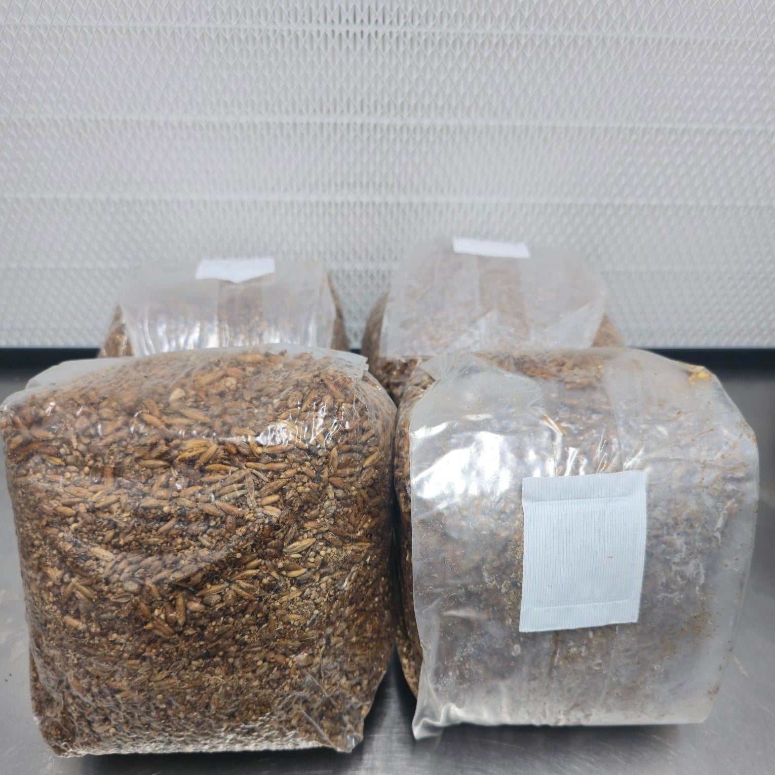 Sterilized Grain Spawn Bag - 2 x 1kg bags