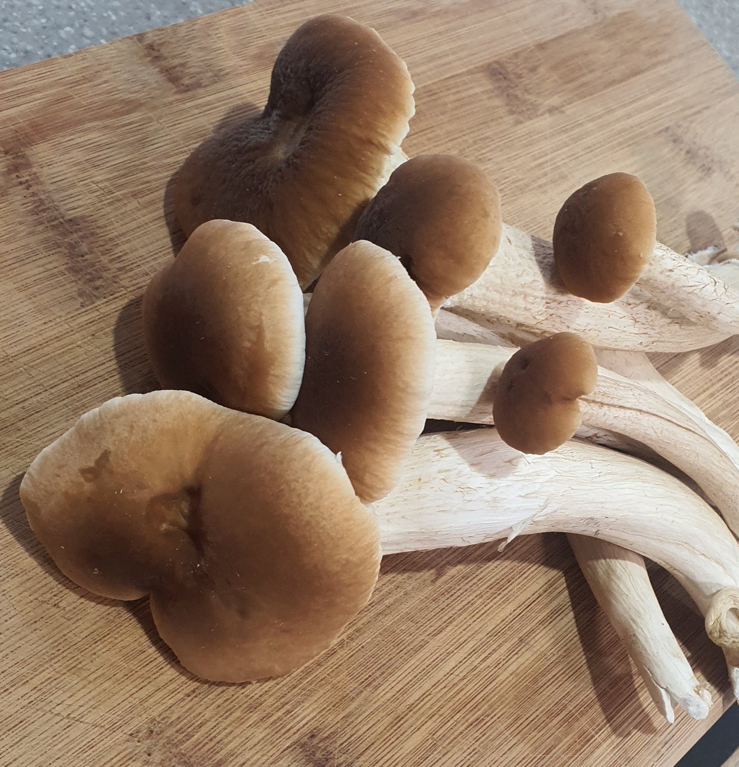 Pioppino Mushroom Grow Kit (Agrocybe aegerita)