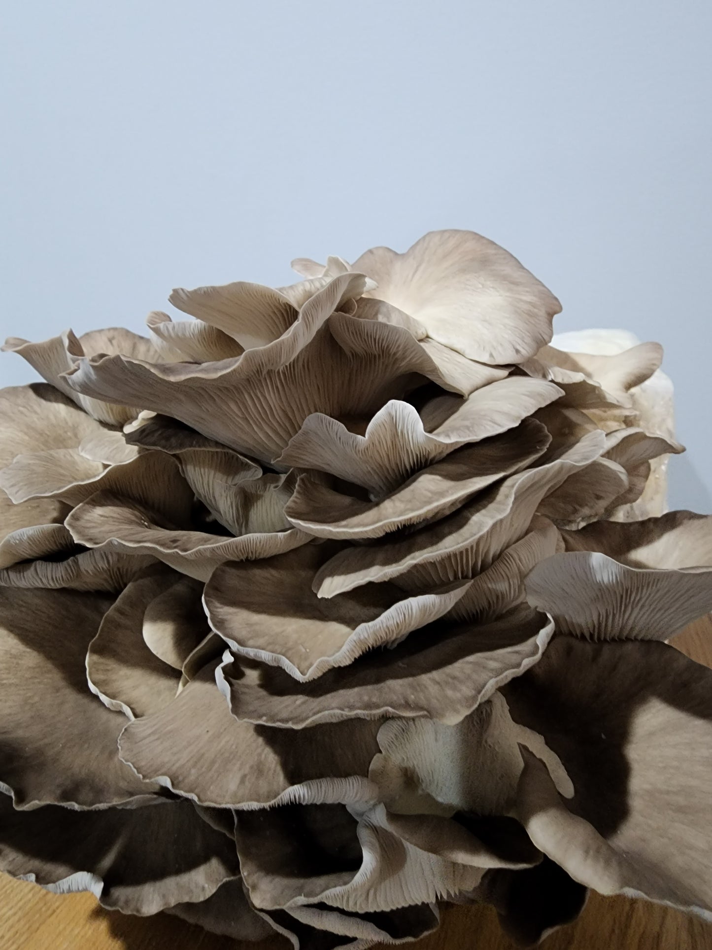 Sajor Sajor Caju Oyster Mushroom Grow Kit | Easy Indoor Growing – Mushroom ...