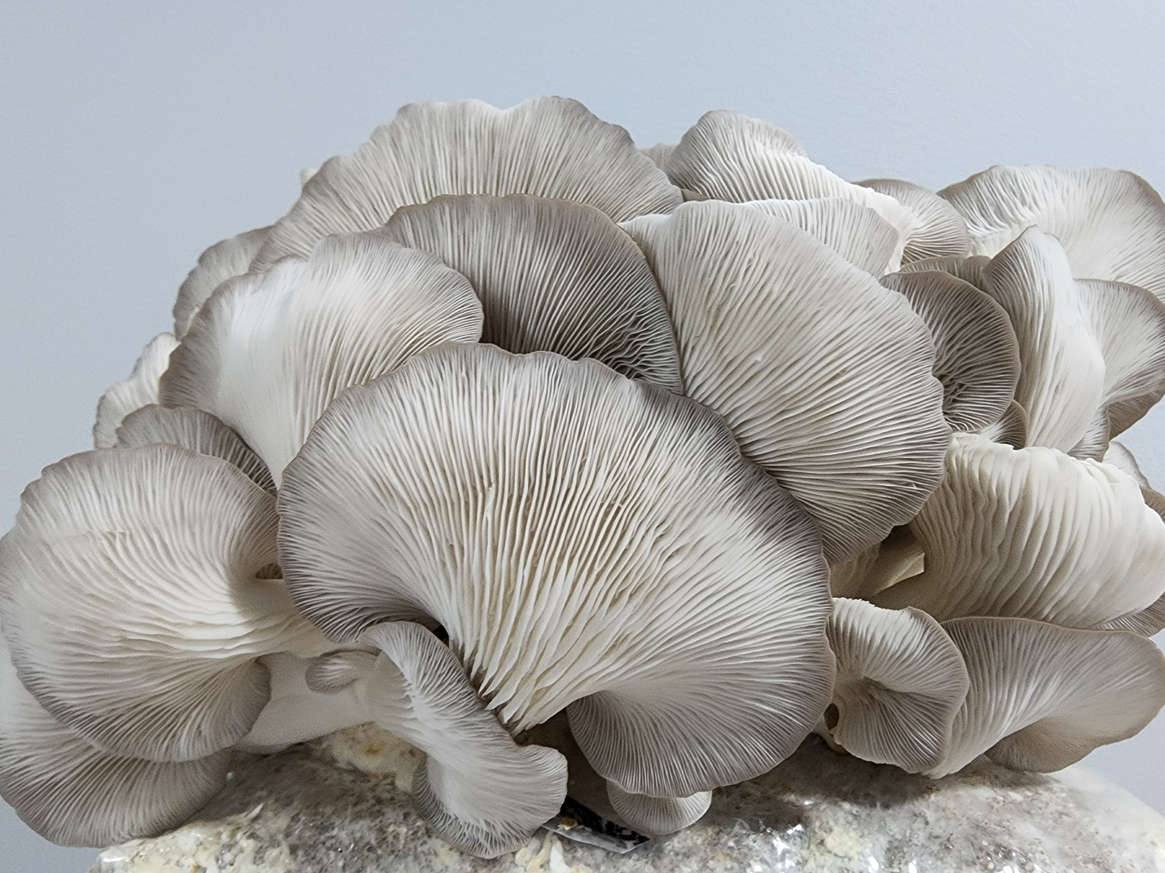 Sajor Caju Oyster Mushroom Grow Kit (Pleurotus sajor-caju)