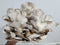 Sajor Caju Oyster Mushroom Grow Kit (Pleurotus sajor-caju)