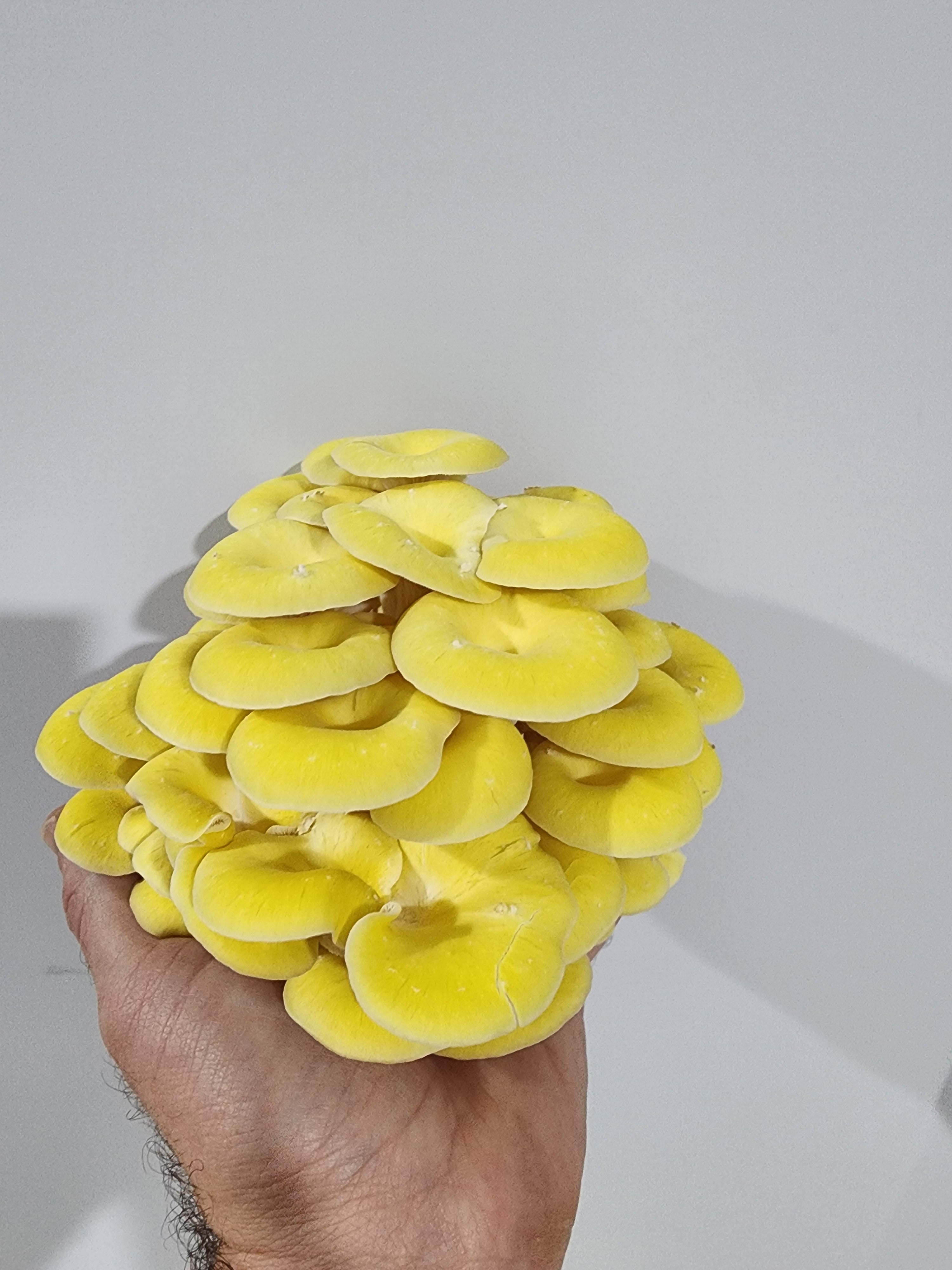 Yellow Oyster Mushroom Grow Kit (Pleurotus Citrinopileatus)