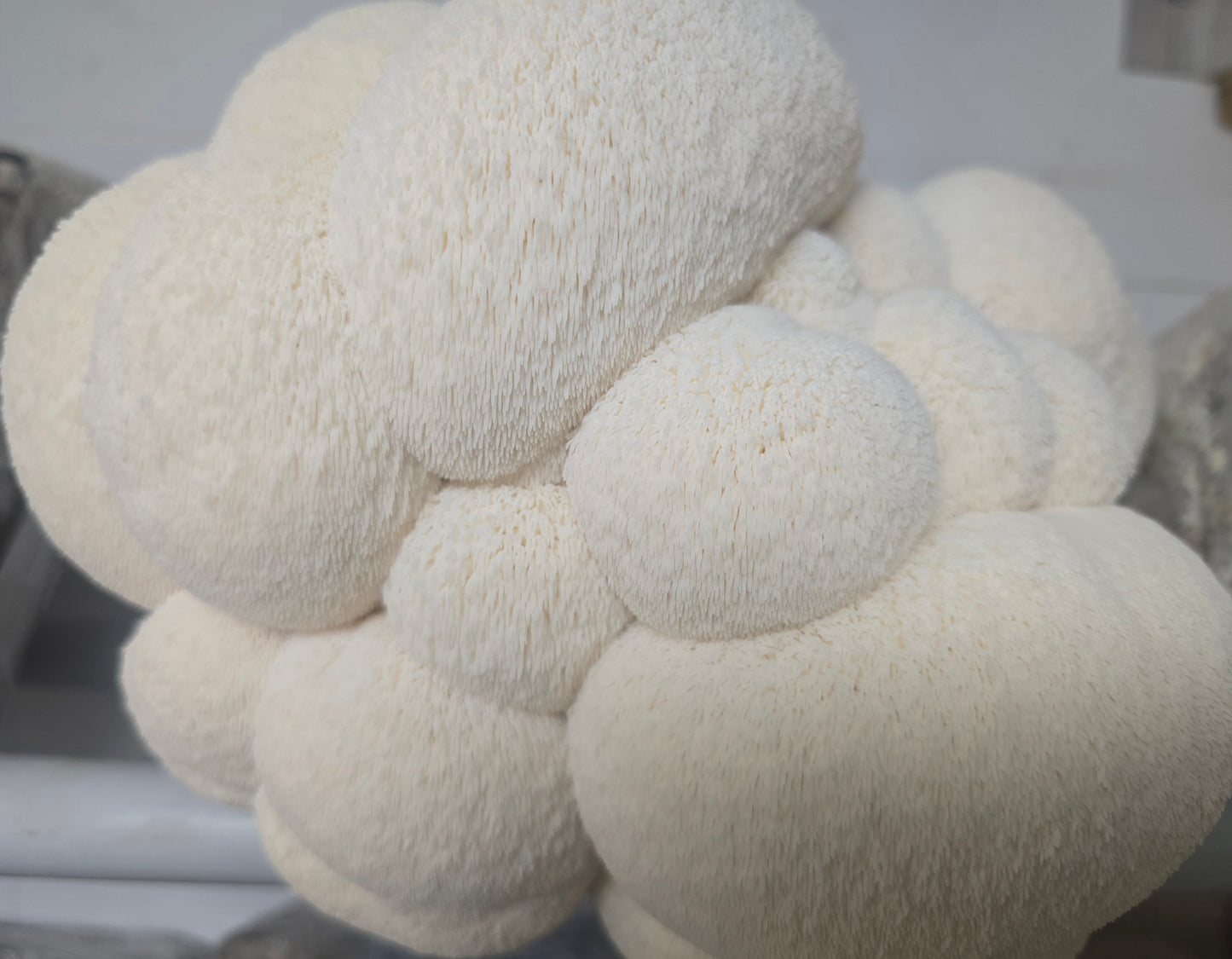 Lion’s Mane Grow Kit DOUBLE DEAL (Hericium erinaceus) - NO shipping to WA