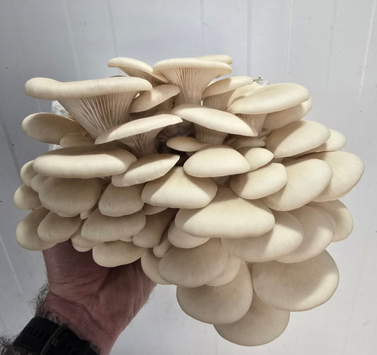 Hawk's Hallow Oyster Mushroom Grow Kit (Pleurotus Ostreatus)
