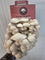 Princess Pearl Oyster Mushroom Grow Kit (Pleurotus ostreatus)