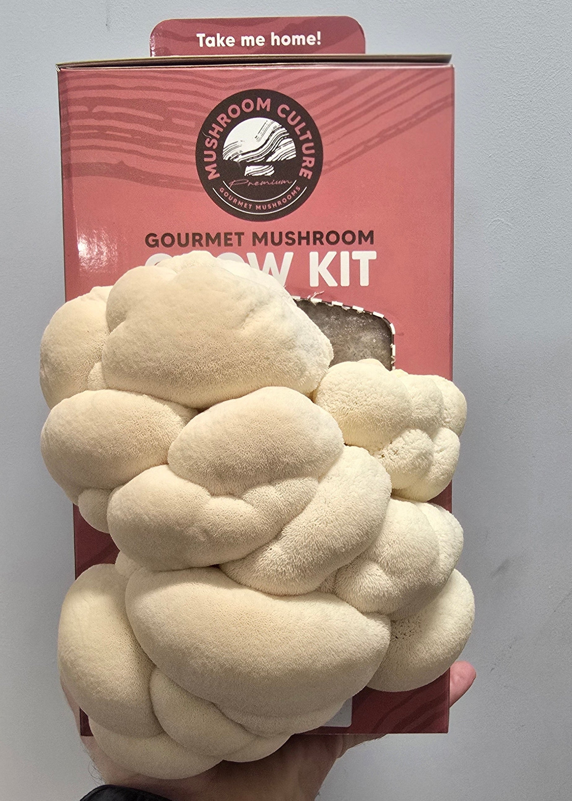 Lion’s Mane Mushroom Grow Kit (Hericium erinaceus) - NO shipping available to WA