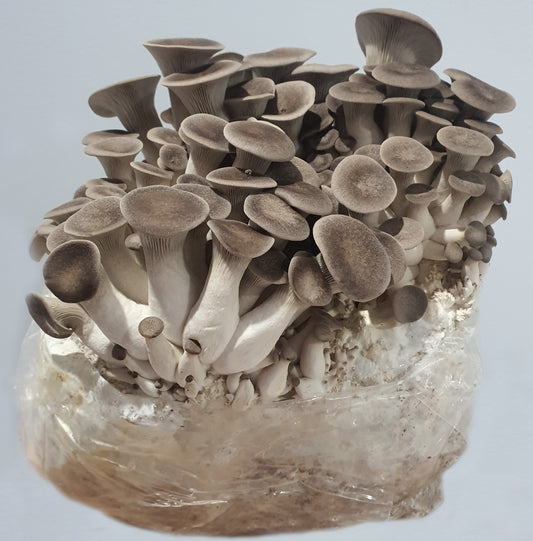 Black Pearl King Oyster Mushroom Grow Kit (Pleurotus ostreatus × Pleurotus eryngii)