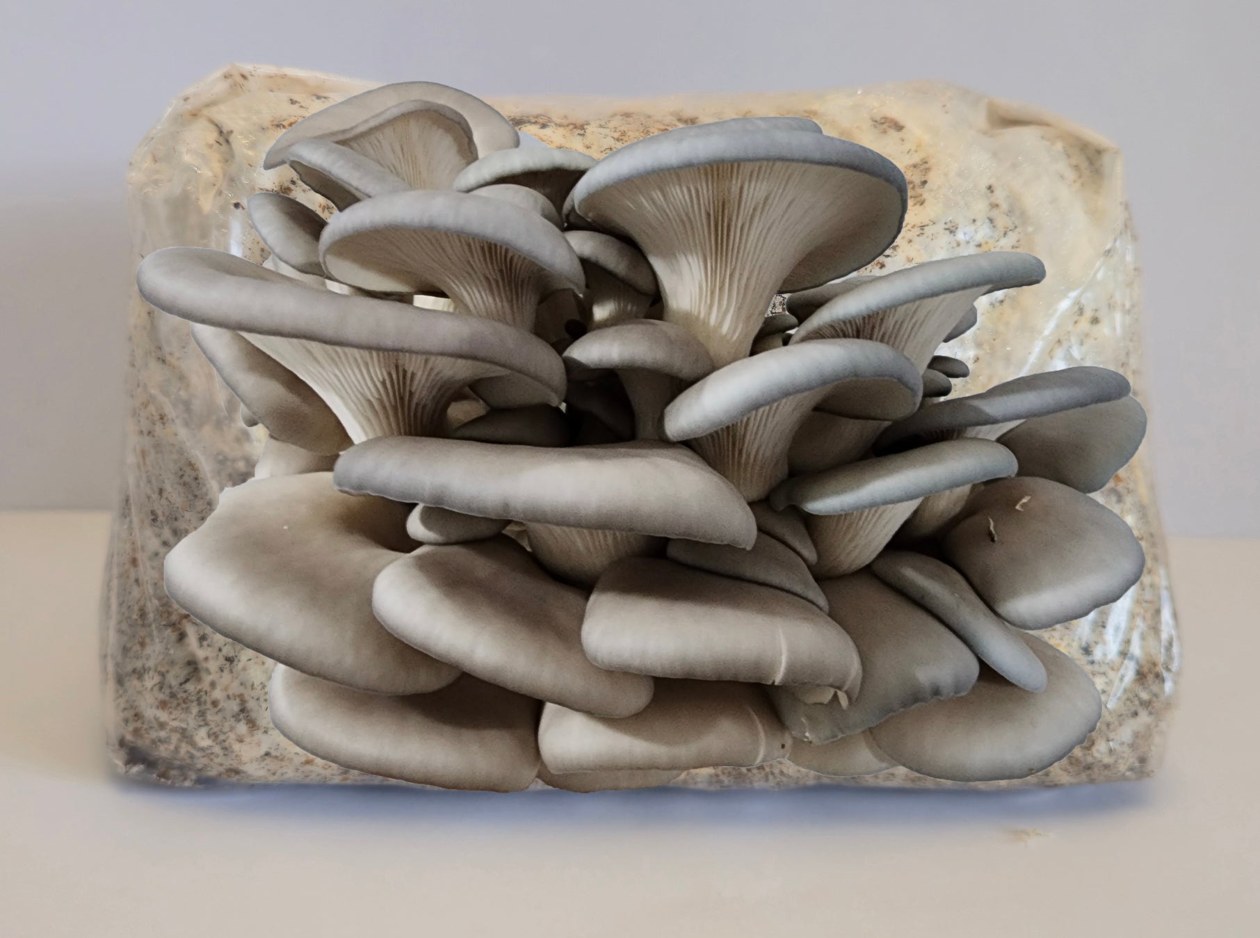 Blue Pearl Oysters Mushroom Grow Kit (Pleurotus ostreatus)