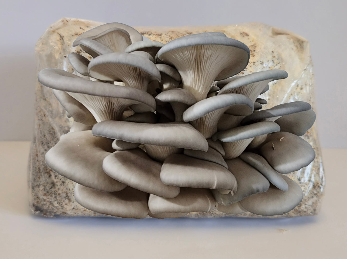 Blue Pearl Oysters Mushroom Grow Kit (Pleurotus ostreatus)