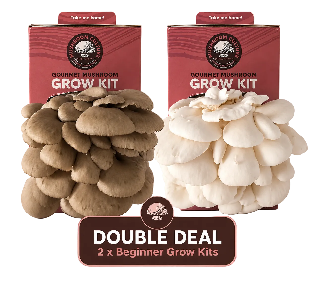 Grow Gourmet Mushrooms at Home