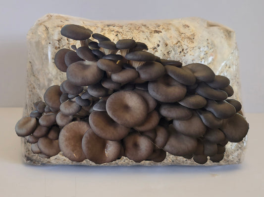 Chocolate Oyster Mushroom Grow Kit (Pleurotus ostreatus)