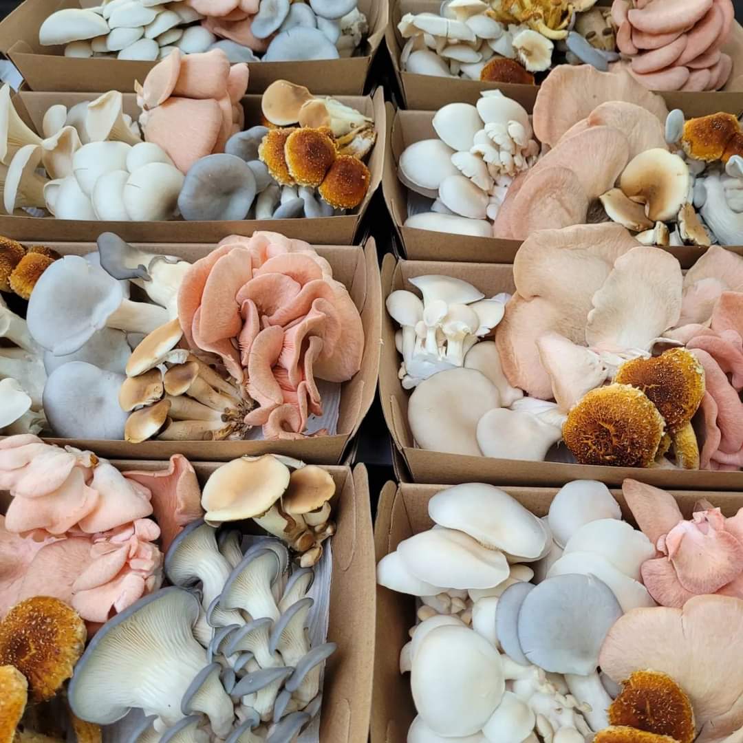 Fresh Gourmet Mixed Mushrooms - 500g