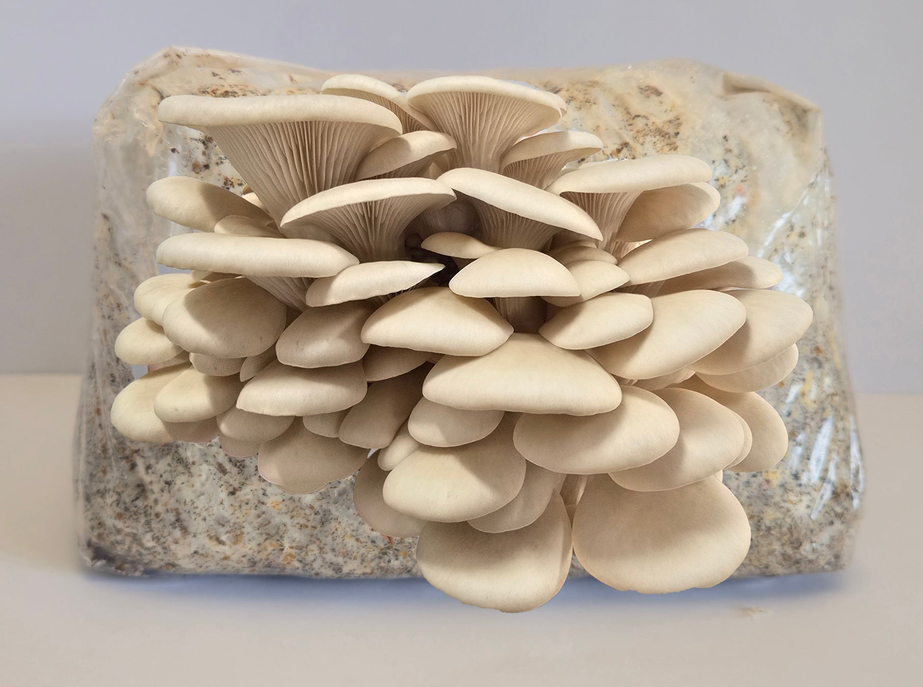 Hawk's Hallow Oyster Mushroom Grow Kit (Pleurotus Ostreatus)