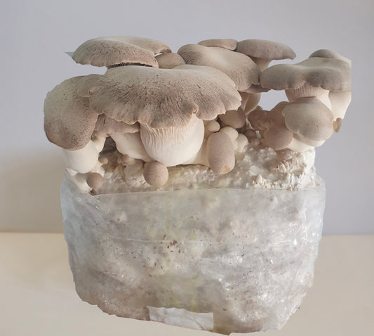 King Oyster Mushroom Grow Kit (Pleurotus eryngii)