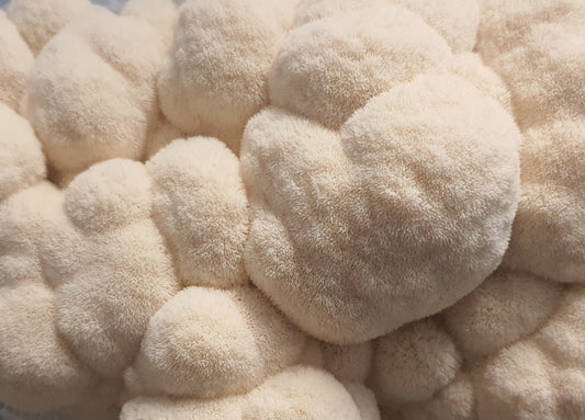Fresh Lions Mane - 300g