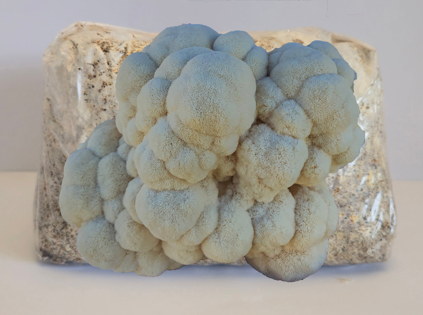 Lion’s Mane Mushroom Grow Kit (Hericium erinaceus) - NO shipping to WA