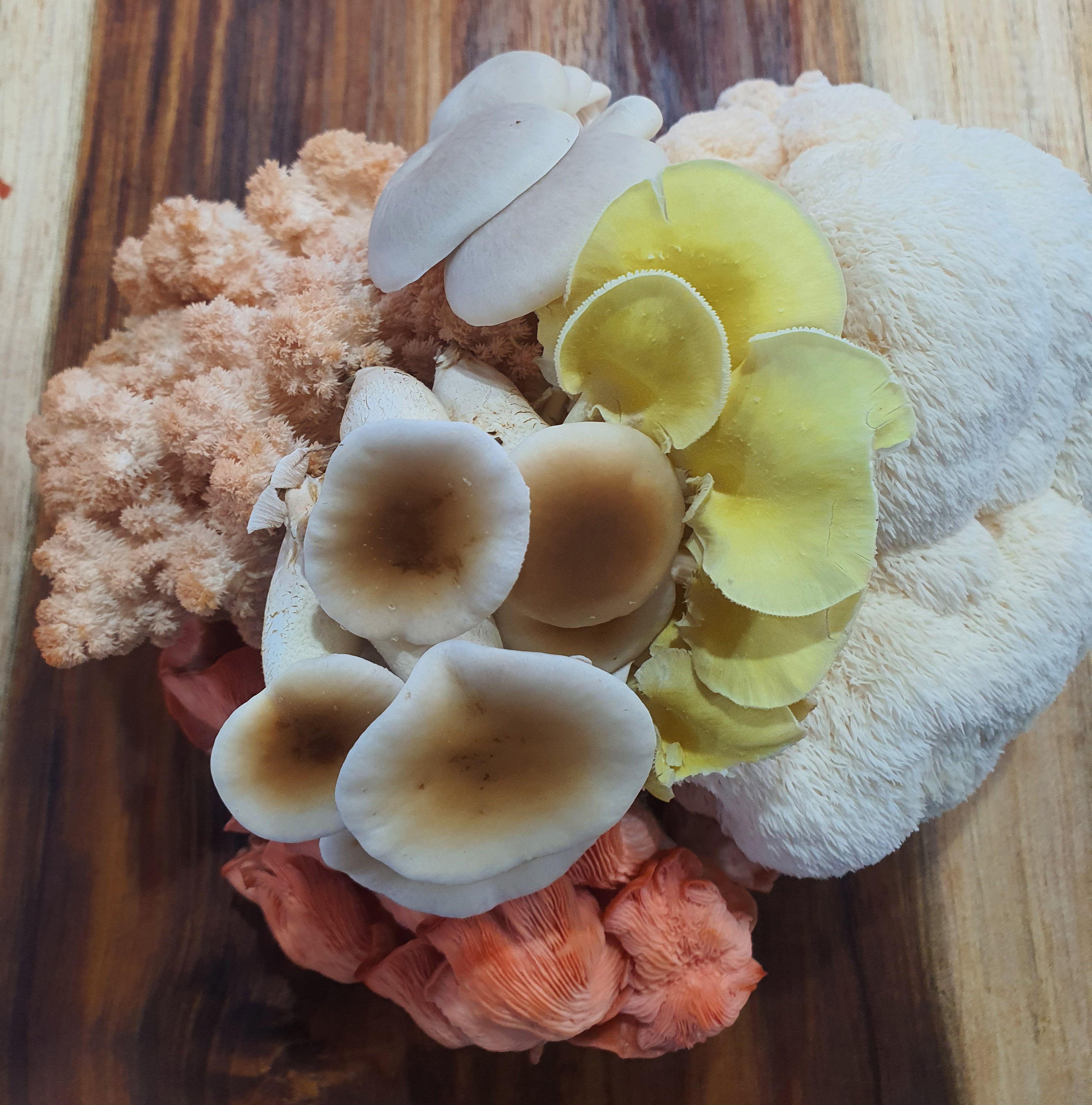 Fresh Gourmet Mixed Mushrooms - 1kg