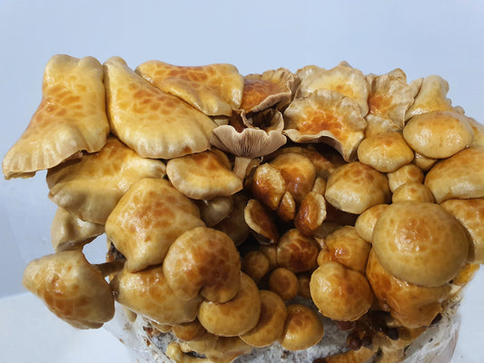 Nameko Mushroom Grow Kit (Pholiota nameko)