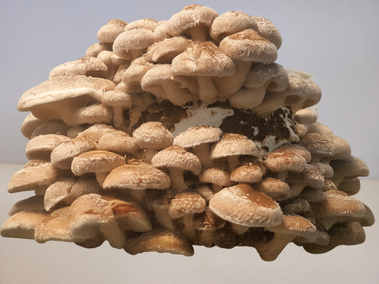 Shiitake Gourmet Mushroom Grow Kit (Lentinula edodes - strain 3782)