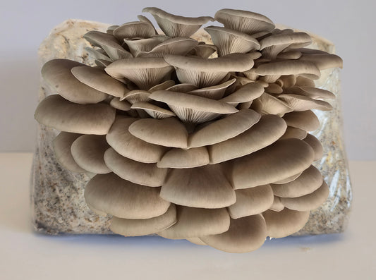 Tan Oyster Mushroom Grow Kit (Pleurotus ostreatus)