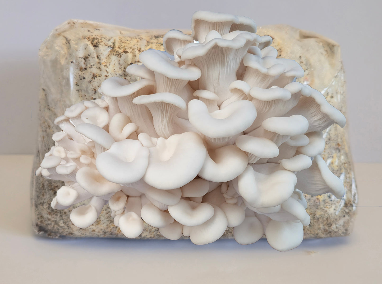 White Oyster Mushroom Grow Kit (Pleurotus ostreatus)