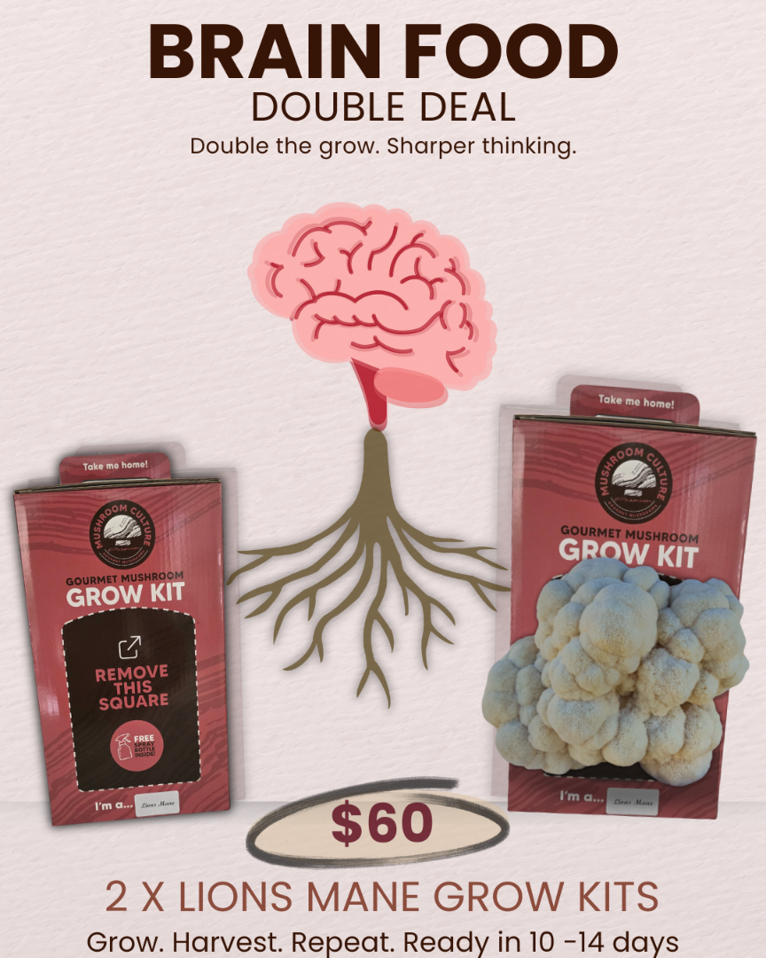 Lion’s Mane Grow Kit DOUBLE DEAL (Hericium erinaceus) - NO shipping to WA
