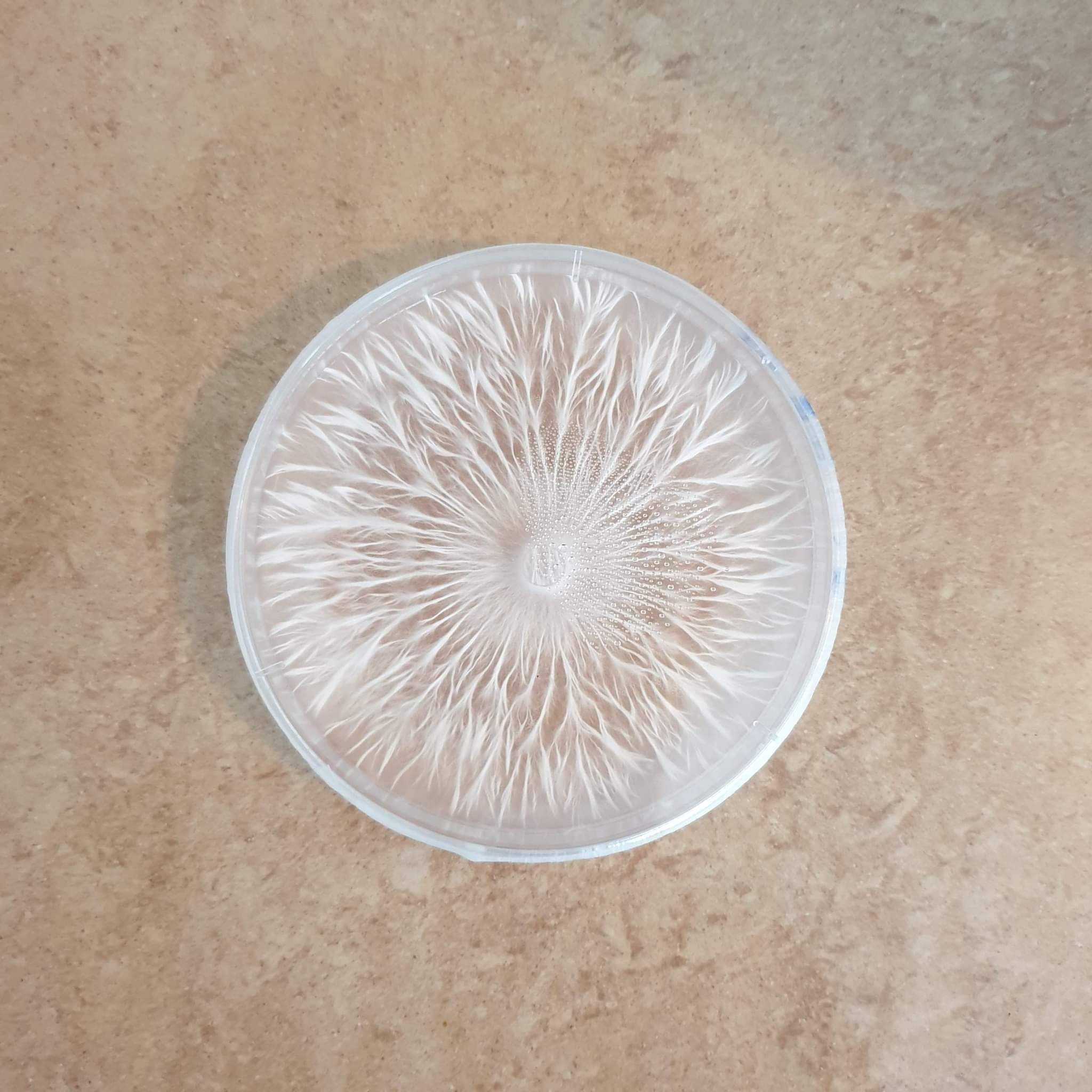 Pre-Poured Agar Plates – LMEA (10 Pack, 90mm)