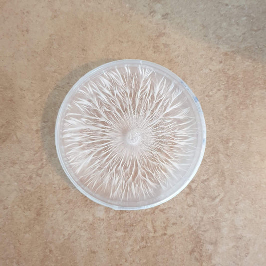 Pre-Poured Agar Plates – LMEA (10 Pack, 90mm)