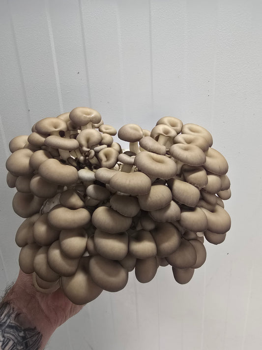Chocolate Oyster Mushroom Grow Kit (Pleurotus ostreatus)