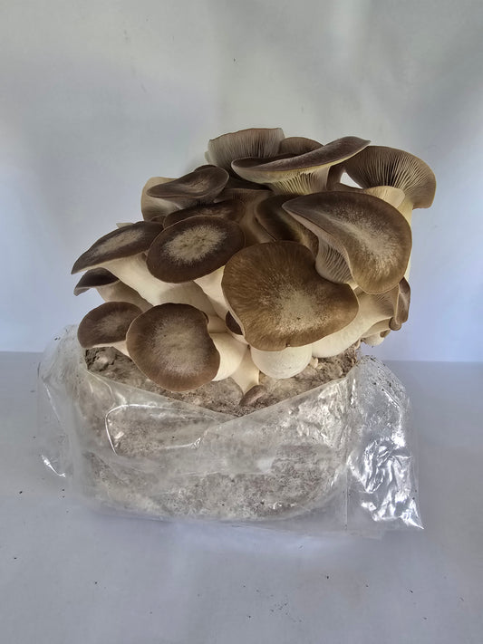 Black Pearl King Oyster Mushroom Grow Kit (Pleurotus ostreatus × Pleurotus eryngii)