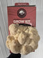 Lion’s Mane Mushroom Grow Kit (Hericium erinaceus) - NO shipping to WA